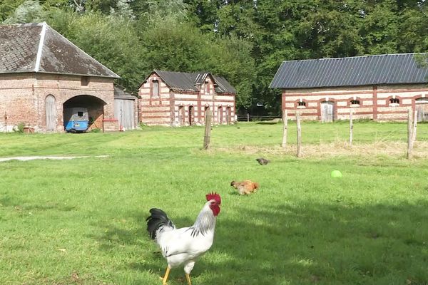 Au coeur du pays de Caux, le clos-masure de Bolleville (commune de Guillerville) près de Bolbec. Un domaine de plus de 4 hectares qui réunit toujours une maison, des granges, une étable, un colombier et des pâturages.