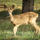 Dans le Doubs, 5653 chevreuils ont été prélevés par les chasseurs sur la saison 2023-2024 selon la fédération de chasse du Doubs.