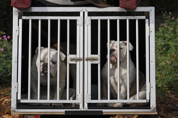 Le chien en question est un American Bully, une race croisée entre le pitbull terrier et d'autres types de molosses.