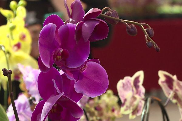 Premier salon de l'orchidée à Ussac en Corrèze - 30/04/23 -