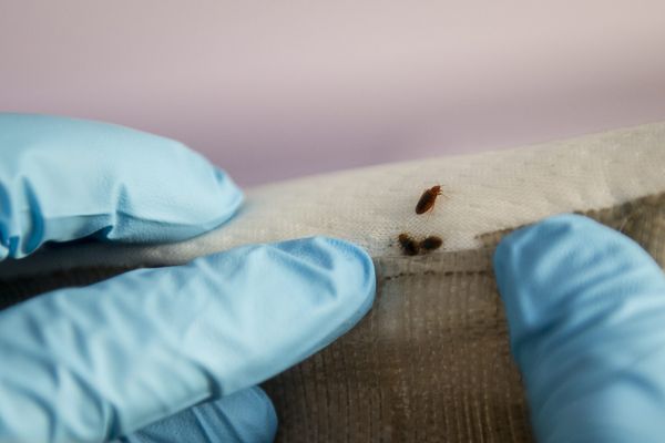 L'internat du lycée professionnel Jean-Baptiste Jacques Augustin de Saint-Dié est fermé vendredi 6 octobre 2023 pour cause d'infestation par les punaises de lit.