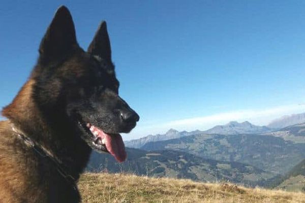 Gétro, le chien d'avalanche qui a secouru l'enfant enseveli à La Plagne