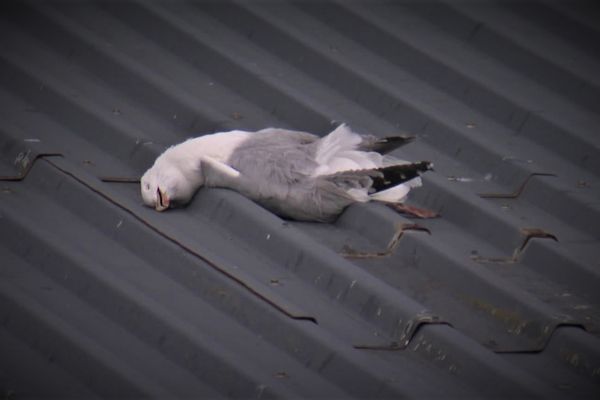 un goéland argenté, oiseau pourtant réputé très résistant aux maladies, mort sur un toit de Port-en-Bessin