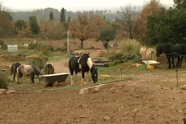 Certains centres équestres comme celui de Villeveyrac, dans l'Hérault, jettent l'éponge, écrasés par les taxes