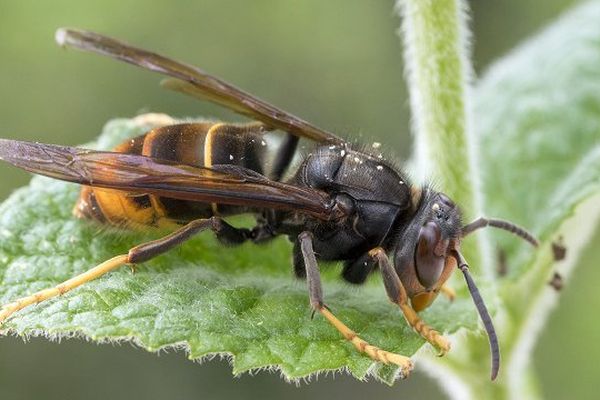 Le frelon asiatique, tueur d'abeilles