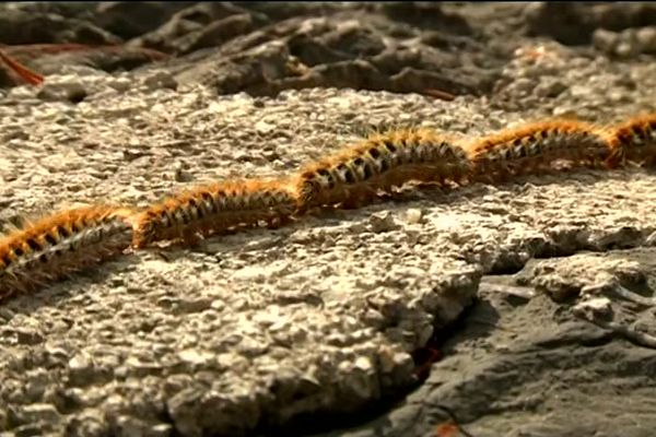 Au printemps, les chenilles processionnaires sortent de leur cocon et représentent un réel danger pour les animaux et les humains.