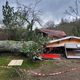 Un tilleul centenaire tombe sur le chalet d'un restaurant à Barr