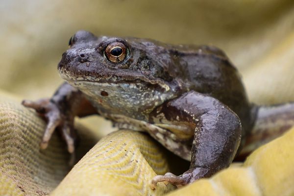 Dans les Dombes, les restaurateurs peinent à se fournir en grenouille.