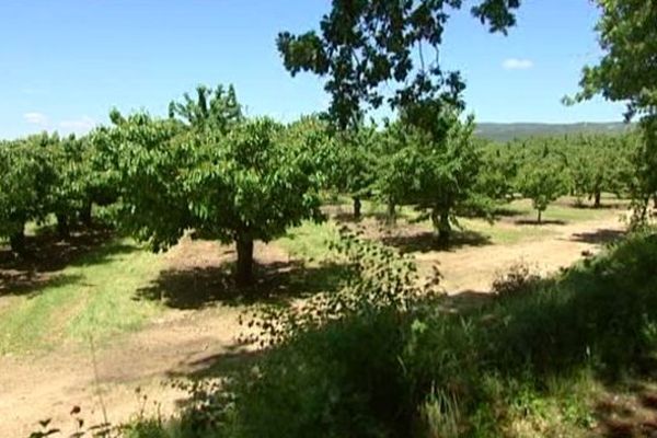  dans cerisiers dans le vaucluse 