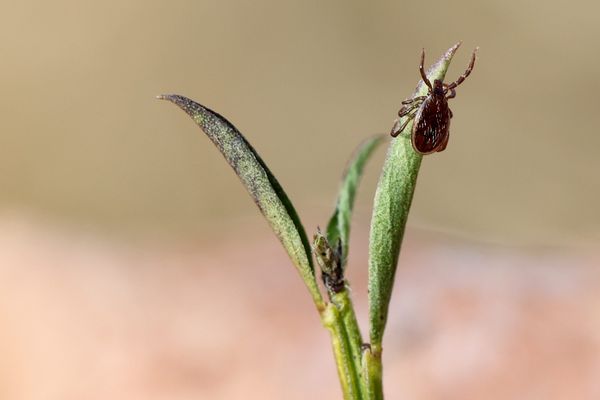 Après une balade en forêt ou après avoir jardiné, il est conseillé de s’examiner l’ensemble du corps pour repérer la présence éventuelle d'une tique.