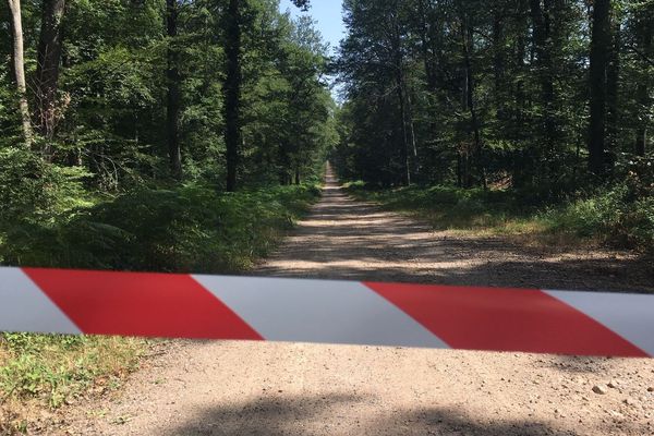Dans la forêt de Tronçais, dans l'Allier, comme sur l'ensemble du département, le risque d'incendie est élevé en raison de la sécheresse et de la canicule. Depuis mardi 23 juillet, la circulation sur les routes forestières est interdite.