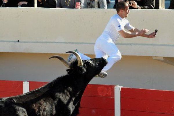 Une course camarguaise avec un raseteur en pleine action.