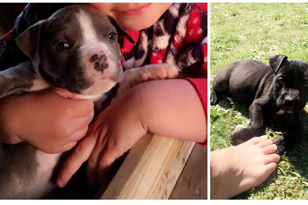 Deux des neuf chiots volés le week-end dernier à Saint-Fraigne en Charente.