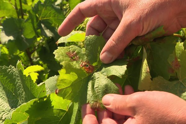 Les vignes souffrent des conditions climatiques.