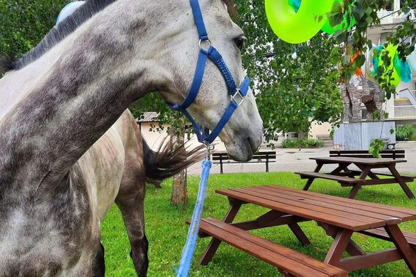 Depuis trois ans, près de 200 chevaux ont été recueillis par Nathalie Dietrich à Hengwiller.