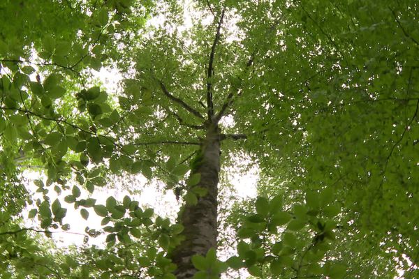 150ha de forêt sous protection