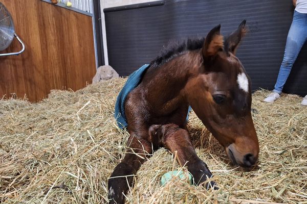 Oplah, poulain prématuré, soigné grâce à la générosité des internautes dans un pôle santé animalier gardois.