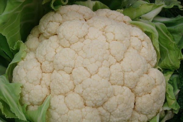 Le chou fleur, légume emblématique de la Bretagne, est riche en vitamine C, potassium et magnésium