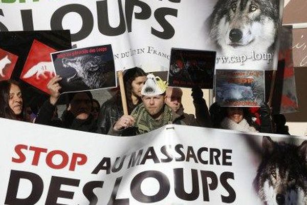 La régulation du loup est critiquée par les associations de défense. Elles appelaient samedi à une manifestation à Lyon et dimanche à Nice.