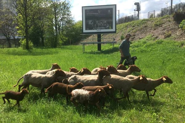 Un berger et des brebis pour éradiquer les renouées du Japon à Strasbourg