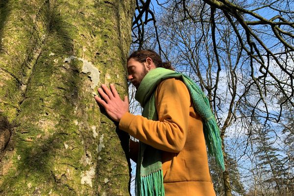 Les arbres se parlent-ils ?