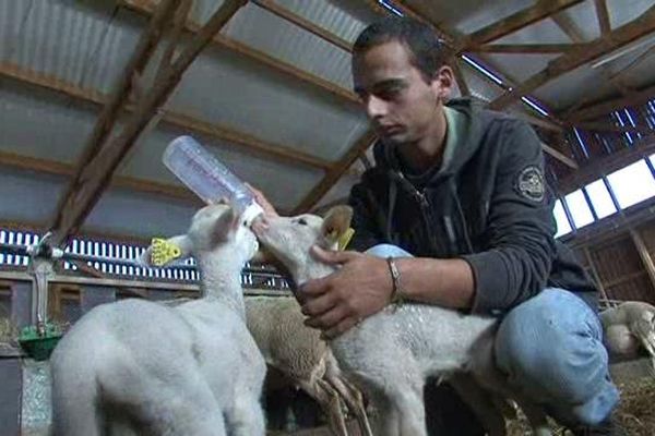 Gael Eyssautier, berger des Alpes de Haute Provence est vice champion du monde des jeuens bergers