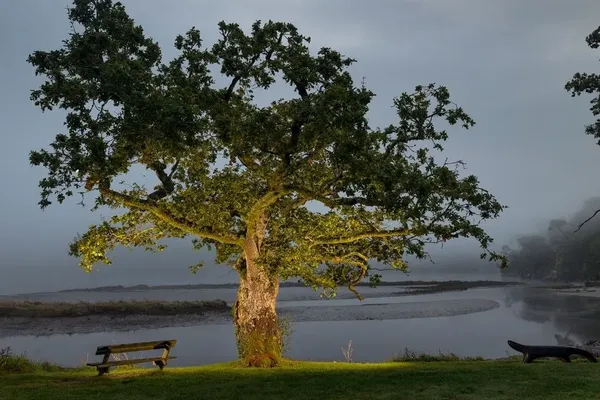 Le chêne de Saint-Maurice à Clohars-Carnoët (Finistère) représentera la Bretagne au concours national de l'arbre de l'année 2024.