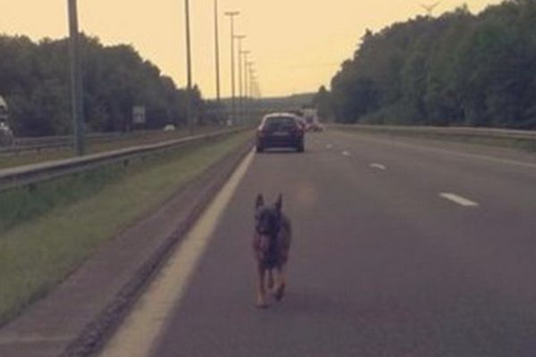 Le chien photographié par un automobiliste.