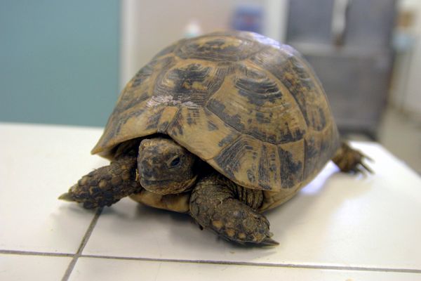 Une tortue grecque, dans une clinique pour NAC, nouveaux animaux de compagnie.