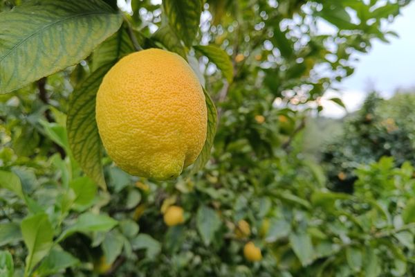 Des citronniers à perte de vue dans le "jardin remarquable" de François Mazet