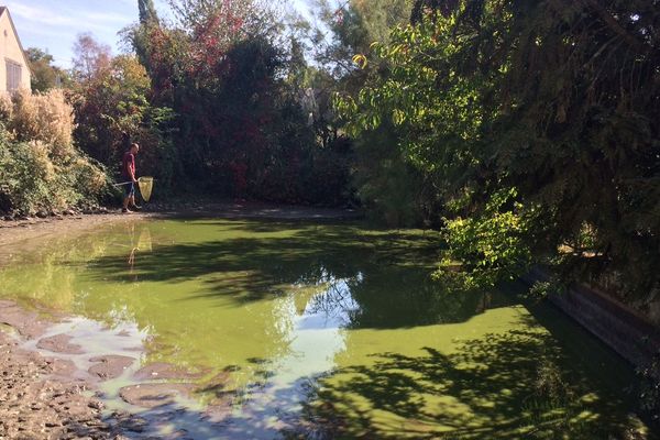 Cette mare située à Lebrethon dans l'Allier est une réserve de biodiversité aquatique