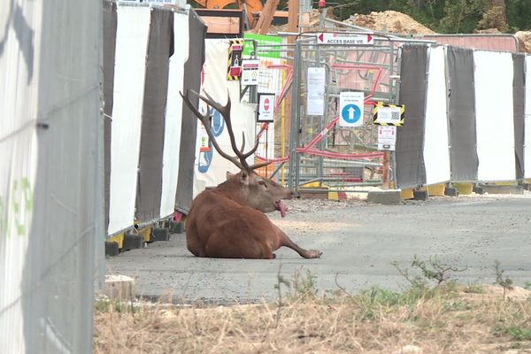 Traqué par l'équipage de La Futaie des Amis, le cerf s'était réfugié dans une zone en construction de Compiègne, samedi 19 septembre.