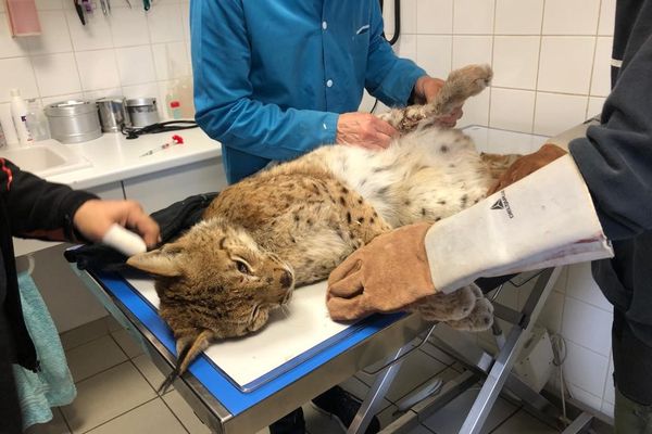 Le lynx boréal, victime du braconnage - Fondation 30 Millions d'Amis