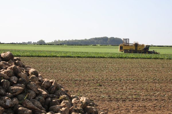 La filière sucrière souffre de l'interdiction des néonicotinoïdes.