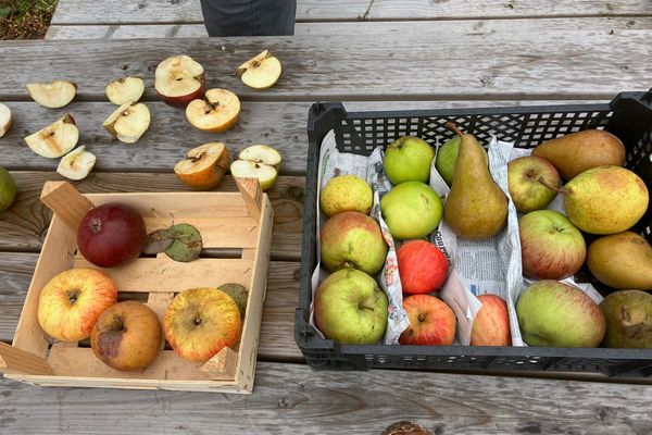 La récolte des pommes et poires se déroule de septembre à octobre.