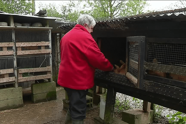 Cette propriétaire de lapins qui a déjà perdu une quarantaine d'animaux a installé des clous sur ses clapiers pour éviter les attaques des chiens