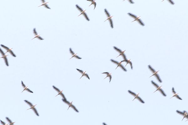 Les cigognes ont survolé une bonne partie de l'Ariège mardi 5 septembre.