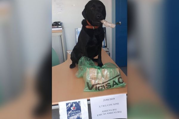 Saisies de cocaïne par la brigade des douanes d'Amiens