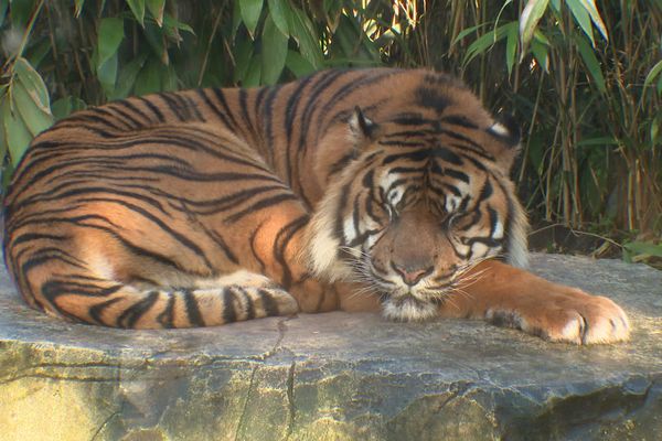 Le zoo d'Amiens a comptabilisé 250 000 entrées en 2024, un chiffre en augmentation.