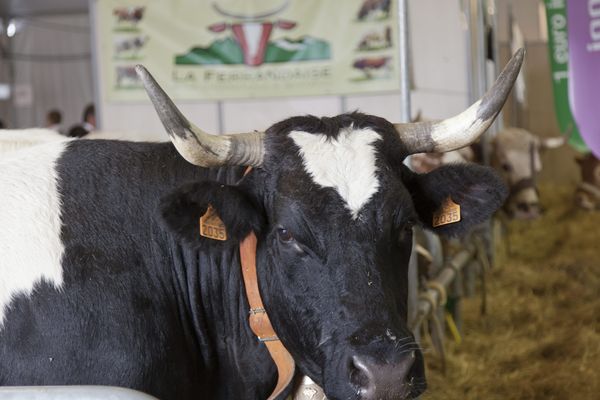 L'association de sauvergarde de la race bovine Ferrandaise lance une campagne de financement participatif pour assurer l'avenir de cette vache qui auvergnate qui a failli disparaître dans les années 60. 