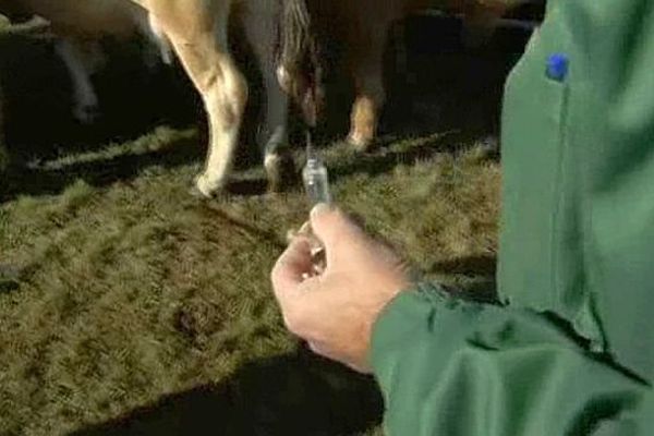 Arzenc-de-Randon (Lozère) - la vaccination des animaux contre la fièvre catarrhale débute - octobre 2015.