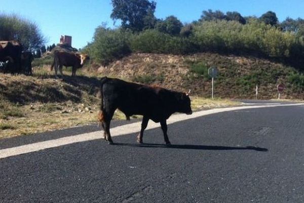 Plusieurs vaches errent au bord et sur les routes du massif des Albères, ici la D71 - septembre 2015