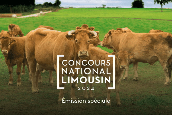 Émission spéciale Concours National de la race bovine limousine, à suivre le samedi 14 septembre 2024.