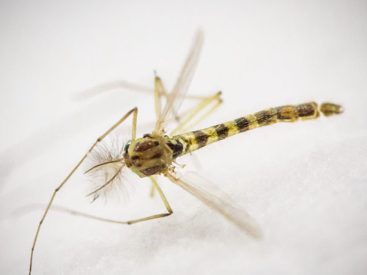 Chikungunya Dengue Zika Le Moustique Tigre Bien Installe En Ile De France