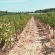 L'épisode de grêle du mois d'août a détruit jusqu'à la moitié de certains vignobles de l'Aude.