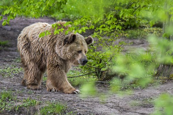 Les attaques d'ours ont-elles fortement augmenté cette année ? L'association Ferus n'en est pas convaincue.