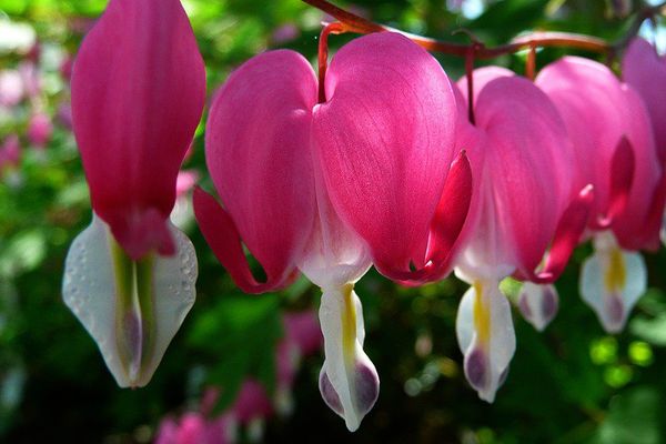 Fleurs en coeur