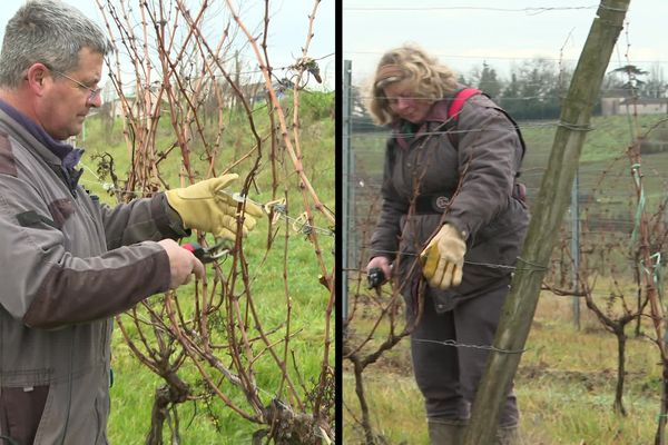 Les petits viticulteurs girondins taillent leur vigne en espérant des jours meilleurs.