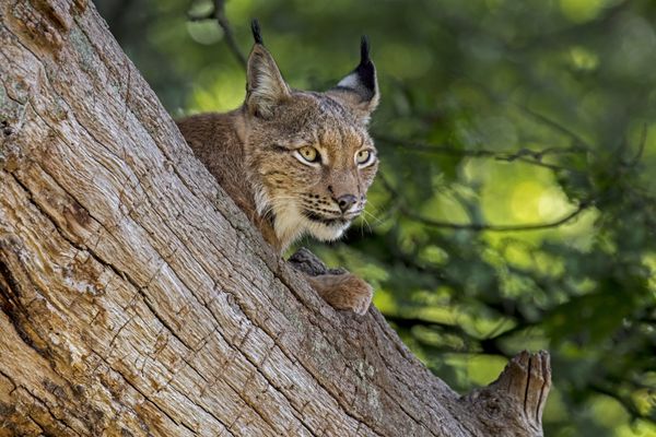 C'est pour sensibiliser au sort des lynx que l'association FERUS organise son programme "Parole de lynx".