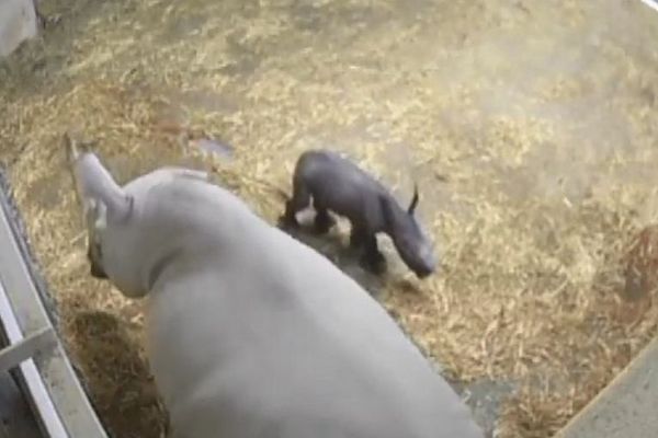 Les premiers pas du bébé rhinocéros blanc à la réserve de Sigean.